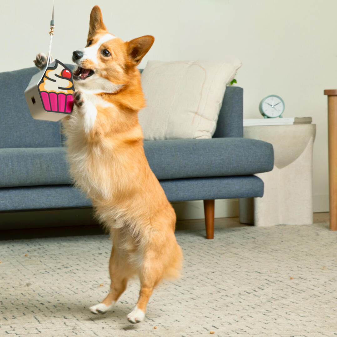 A happy tired Corgi with his pinata